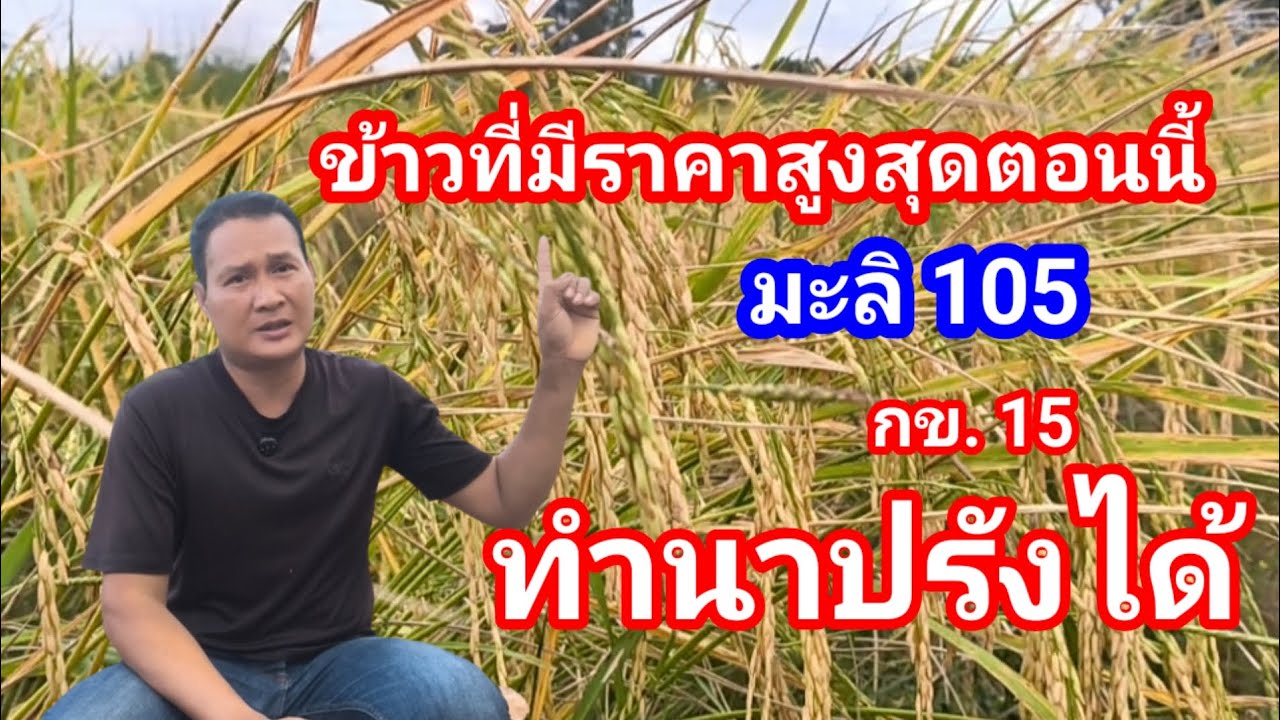มะลิ 105และ กข.15 ข้าวไวแสงที่ทำนาปรังได้ ราคาสูง ทำมาแล้วหลายสิบปี ผลผลิตดีกว่านาปี