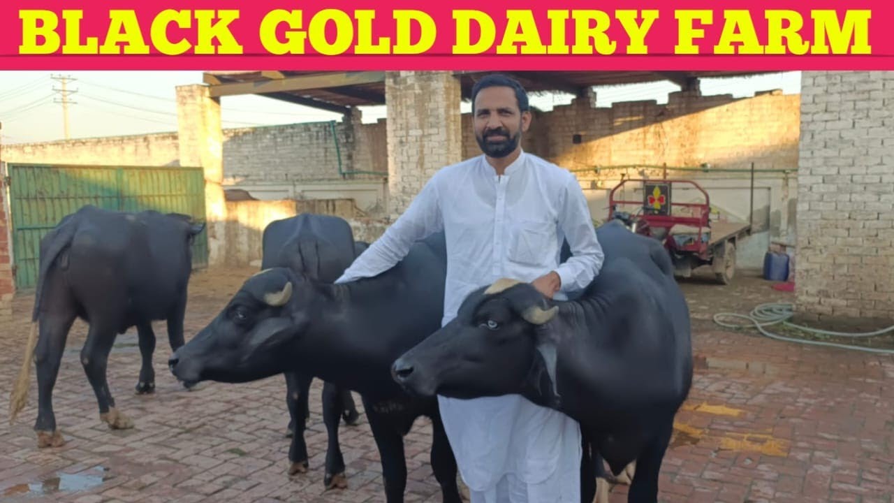 Rana Waqas Sb, Black Gold 🥇 Dairy Farm || Beautiful Nili Buffalo Farm || Hafiz Azhar jutt ||