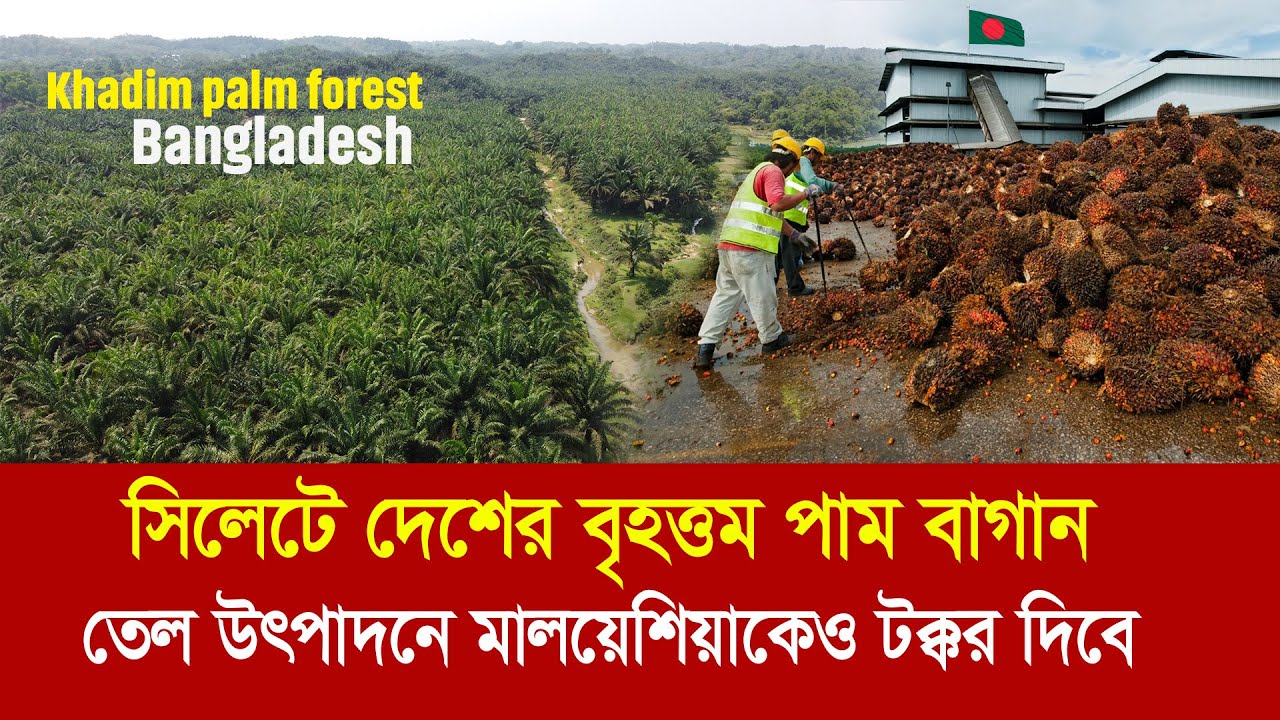 সিলেটে বাংলাদেশের সবচেয়ে বড় পাম বাগান ! যা মালয়েশিয়াকেও টক্কর দিবে Largest palm forest in Bangladesh