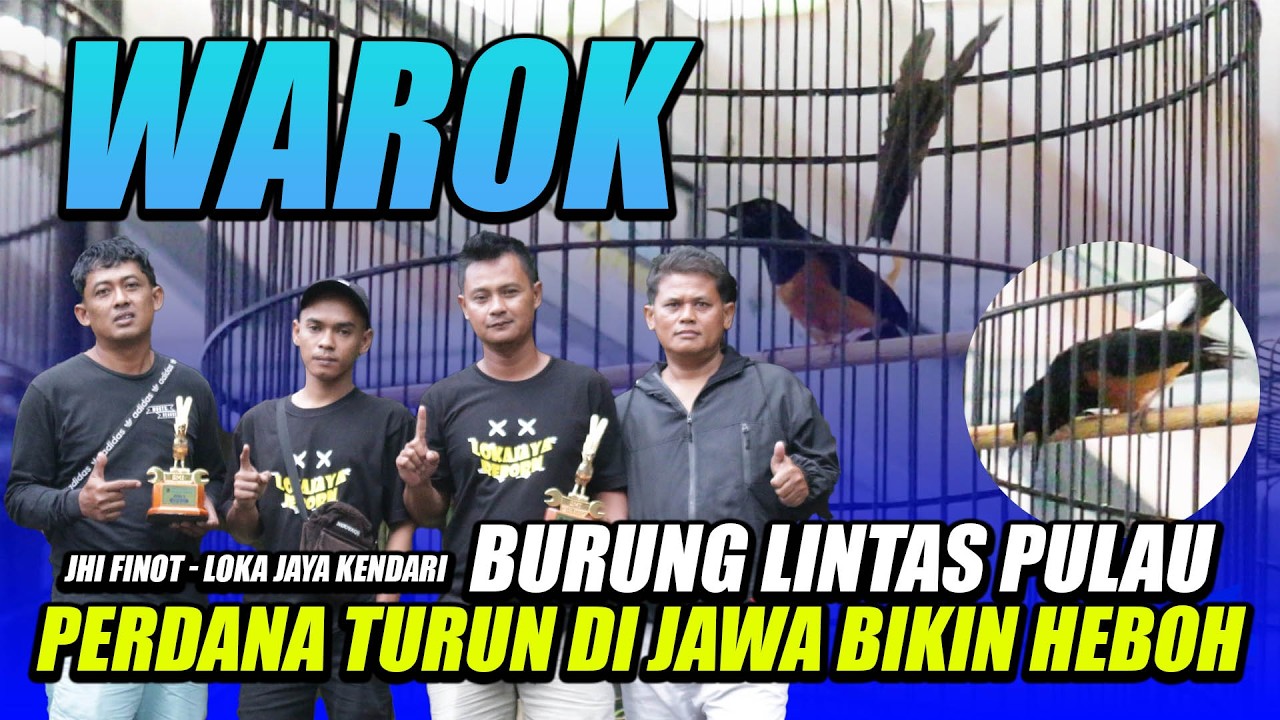 MURAI BATU WAROK BURUNG LINTAS PULAU BIKIN HEBOH, KOPDAR NGABUBURI GARASI ARENA