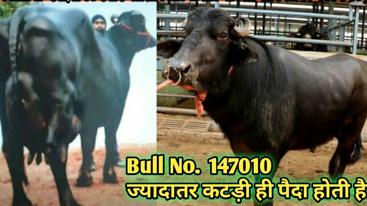 Murrah Bull HLDB 02/147010 इसके आगे 1000 रुपये semen वाला bull भी Fail है