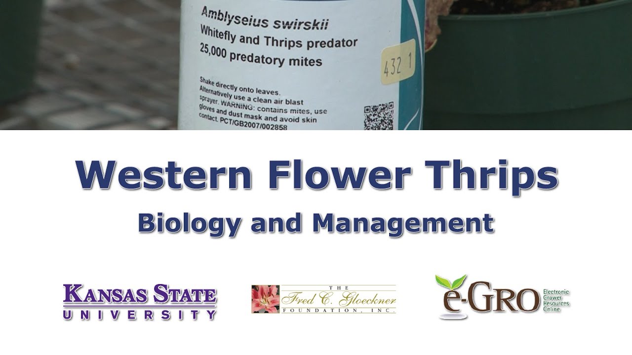 Western Flower Thrips