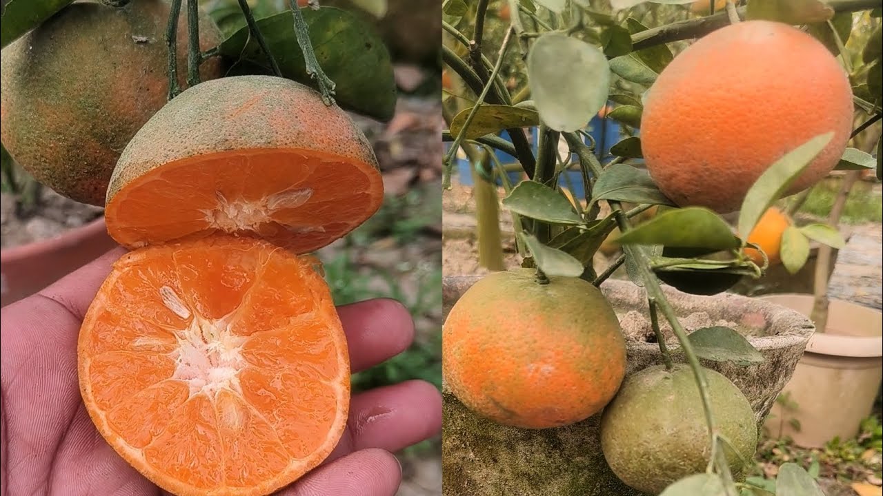 Honey morccot Mandarin, taste, tss, review best Mandarin Verity #mandarin #fruit #gardening 