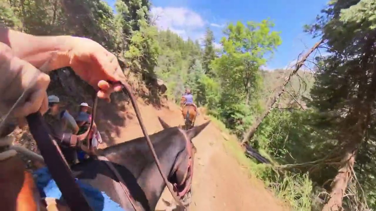 Grand Canyon Mule Ride | North Rim | Full Ride | North Kaibab Corral to Supai Tunnel Round Trip
