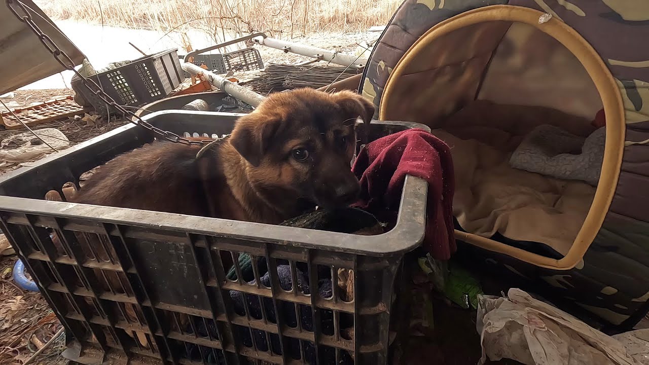 谢谢好心人，鱼塘的狗子有狗窝了！炖一锅肉，带鱼塘的俩狗一起吃
