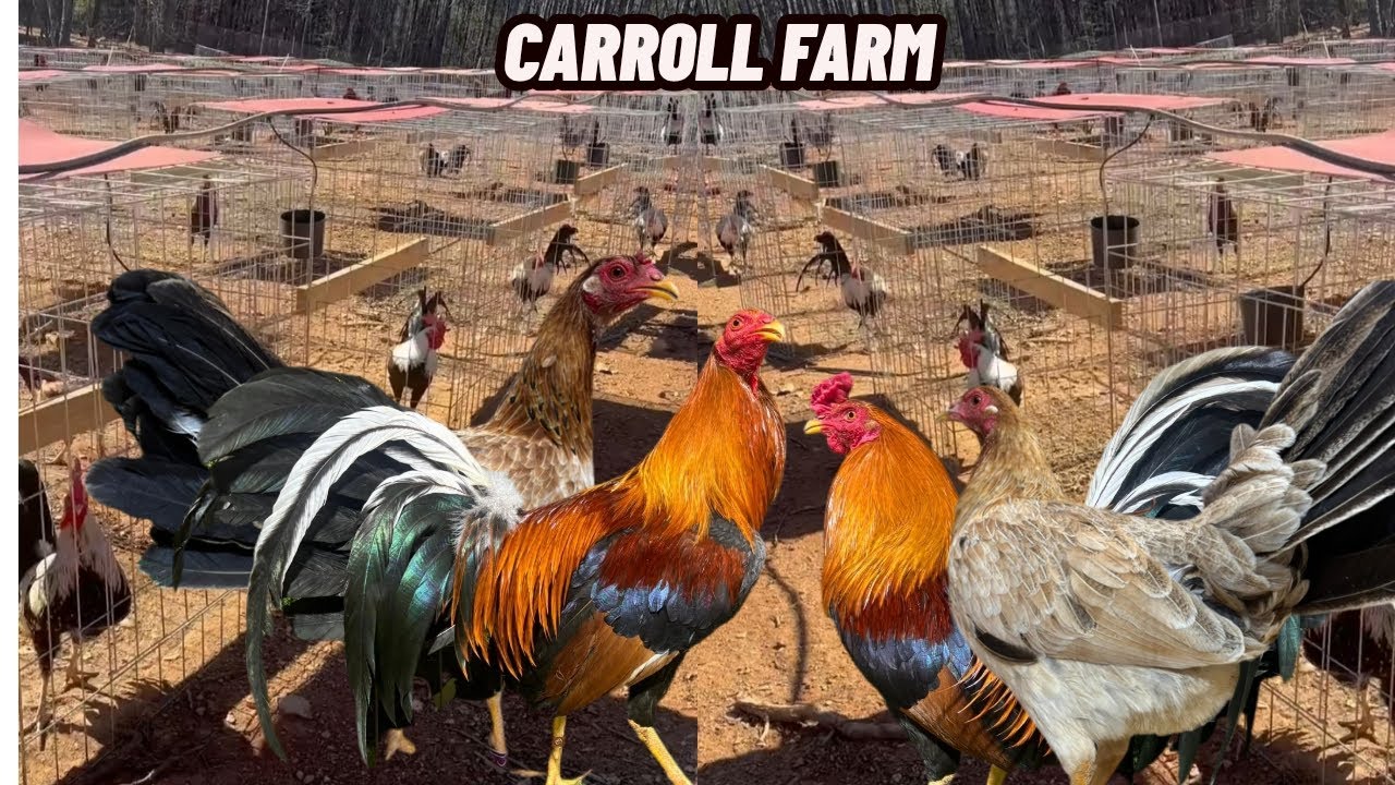 CARROLL FARM - Feeding Time Indoor Outdoor Breeding Pens Shape Chicken Coop Outdoor Indoor