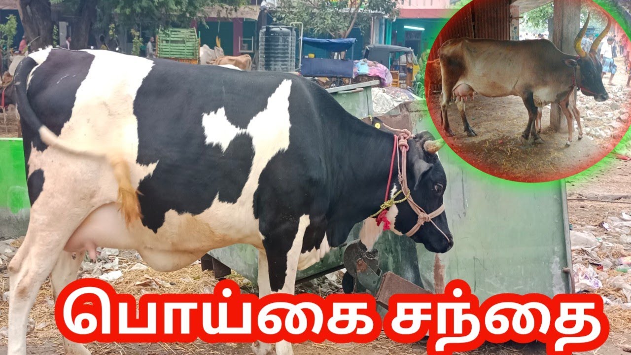 செவ்வாய் கிழமை சந்தை பகுதி1|Tuesdaycattlemarket