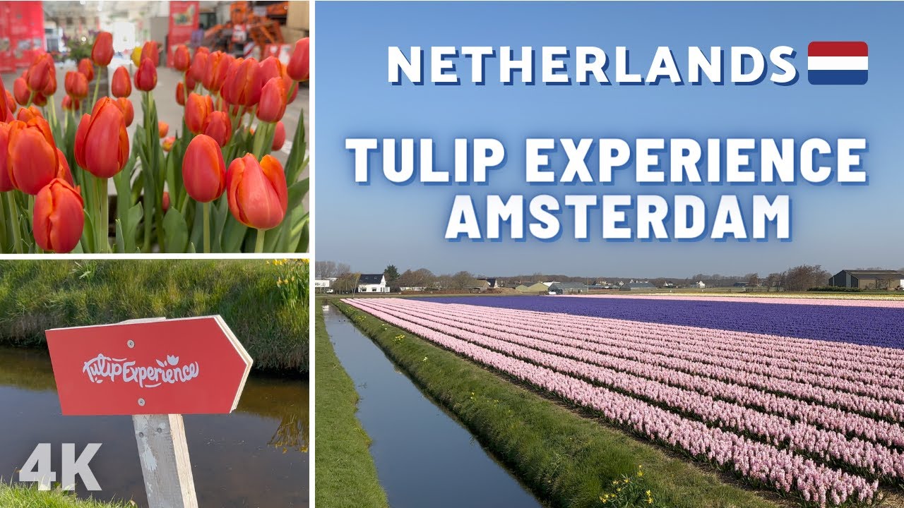[4K] “ TULIP EXPERIENCE AMSTERDAM “ - HOLLAND | NETHERLANDS