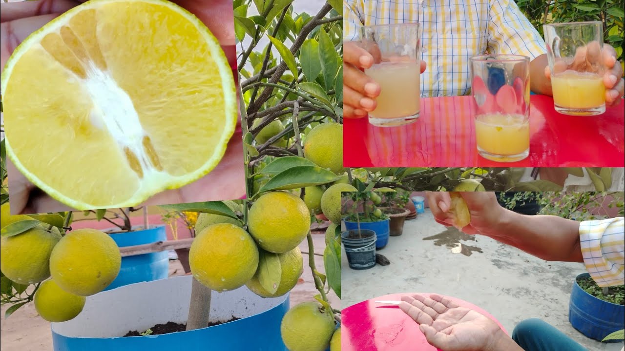 বারি-১ মাল্টা, ইণ্ডিয়ান সিকি মোসম্বি এবং ভিয়েতনাম মাল্টার মধ্যে তুলনা।