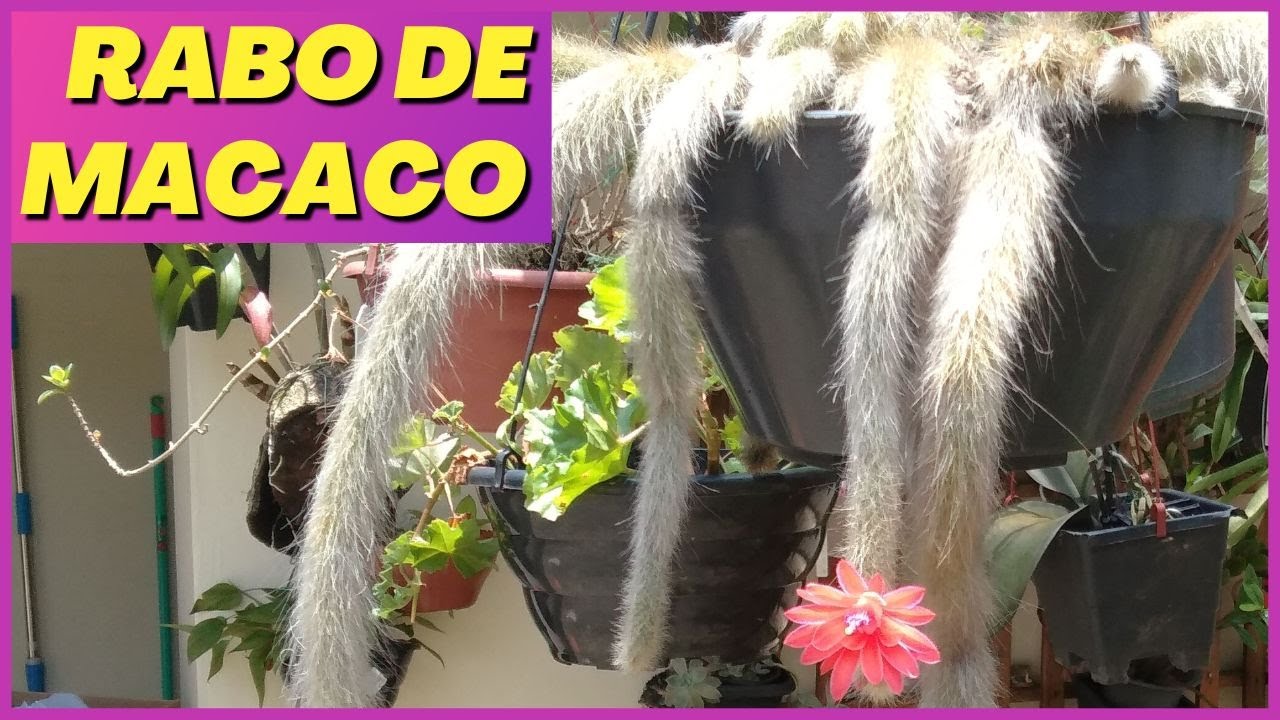 🟣 CACTOS: DICA IMPORTANTE para o cacto RABO DE MACACO FLORESCER |