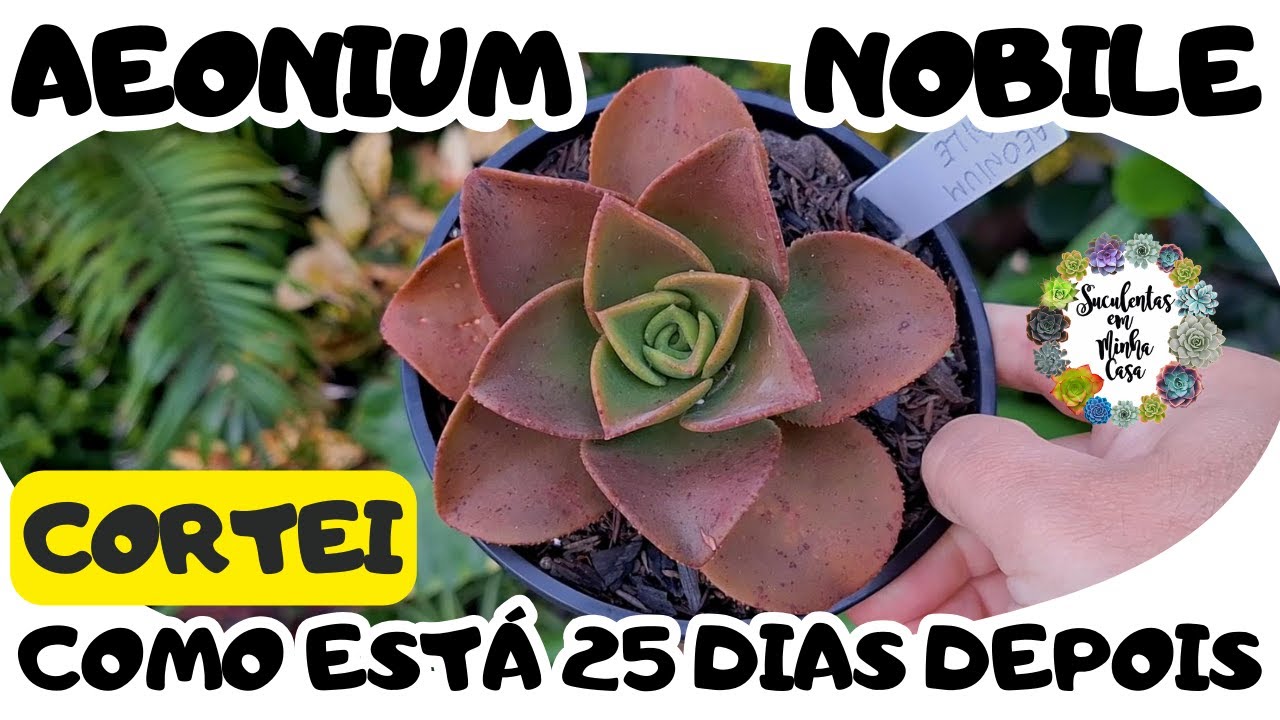 Cortei o Aeonium Nobile e Atualização de 25 Dias Após o Corte