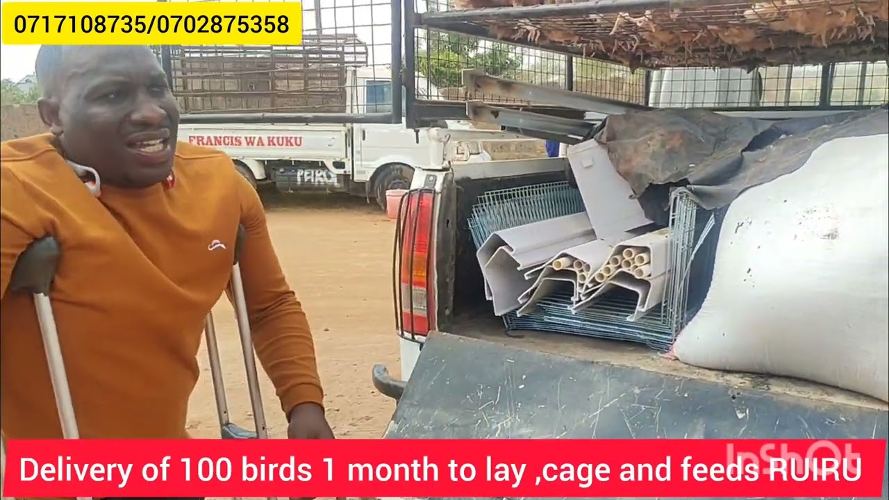 HOW TO TRANSPORT LAYERS BIRDS, delivery of 100 birds ,cage and feeds at RUIRU 0717108735