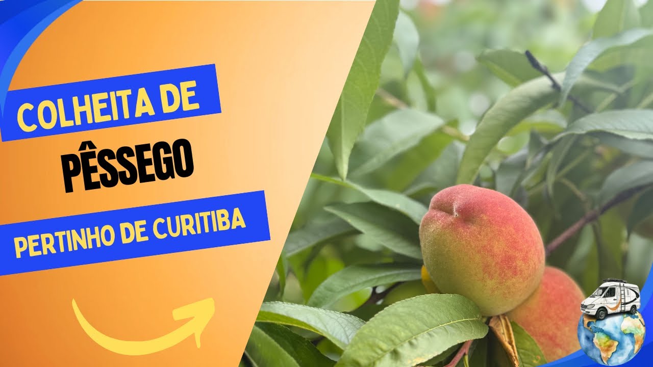 Colheita de Pêssegos 🍑- Pertinho de Curitiba Pr