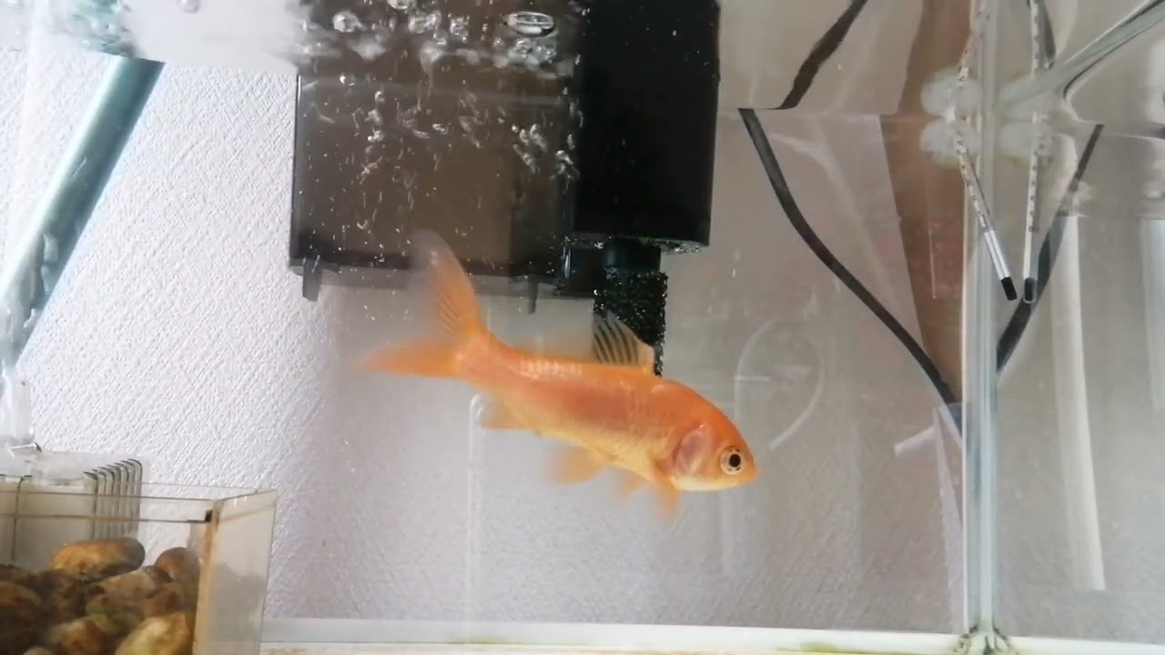 べ〜ちゃんの金魚飼育日記　929日