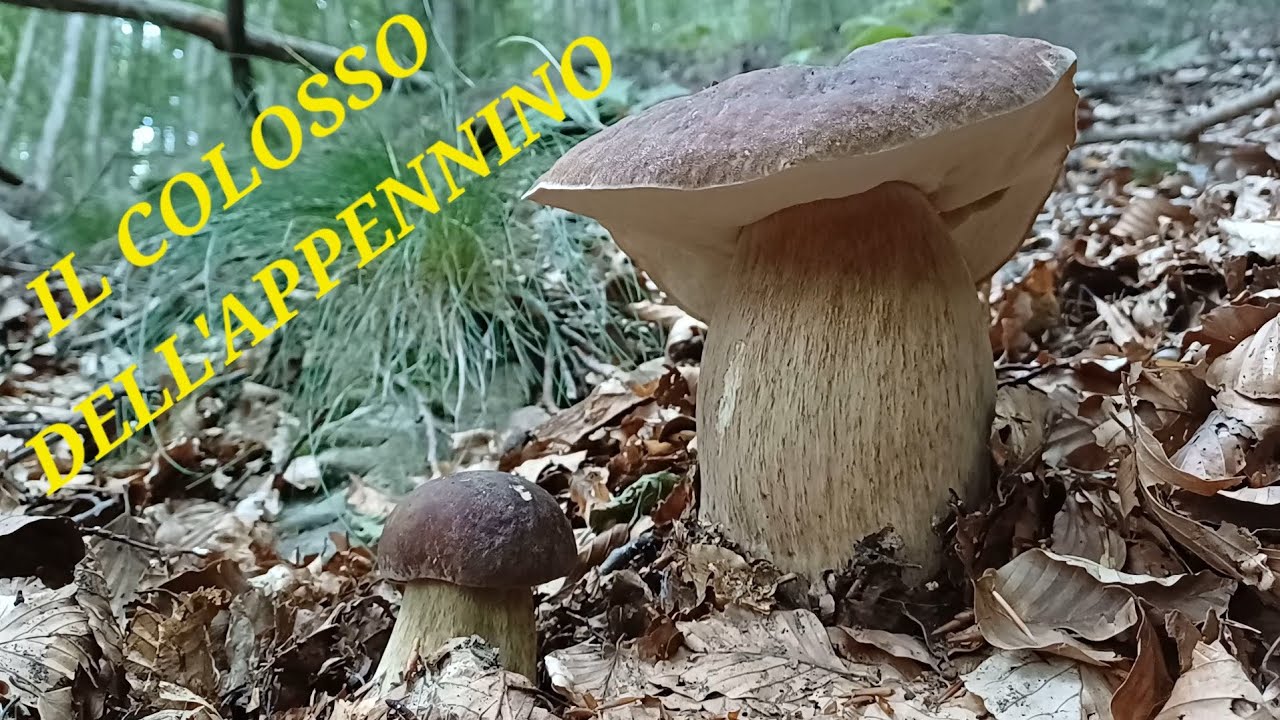 PASSAGGIO A NORD-OVEST - IL COLOSSO DELL'APPENNINO - Funghi porcini Luglio 2025