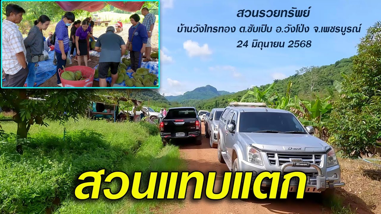 รถติดยาวเหยียด คนแห่ซื้อทุเรียนสวนแทบแตก เปิดสวนขายวันแรกก็แทบไม่พอขาย ที่สวนรวยทรัพย์  24/6/2568