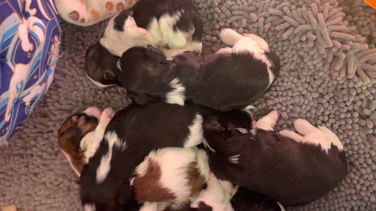 Life with Havanese puppies and dogs.