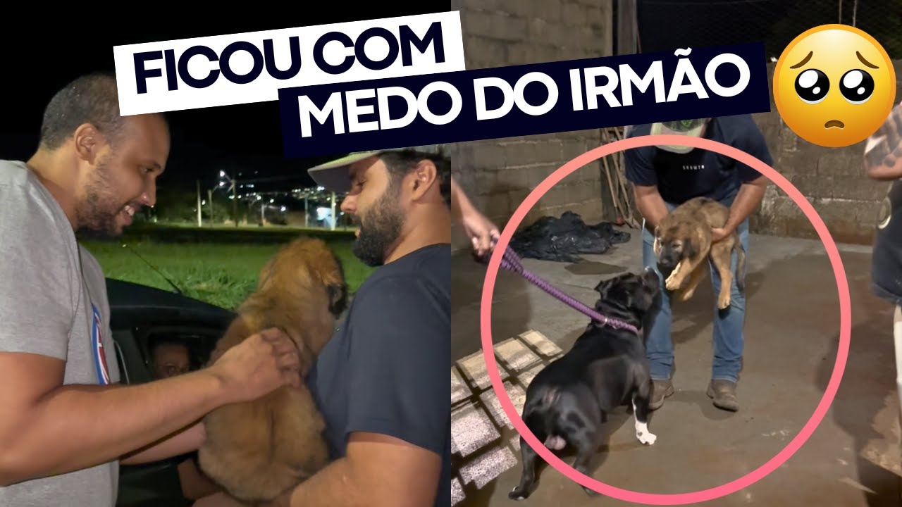 O PEQUENININHO FOI ADOTADO 😍❤️ e ganhou um irmão que é a minha CÓPIA 😱