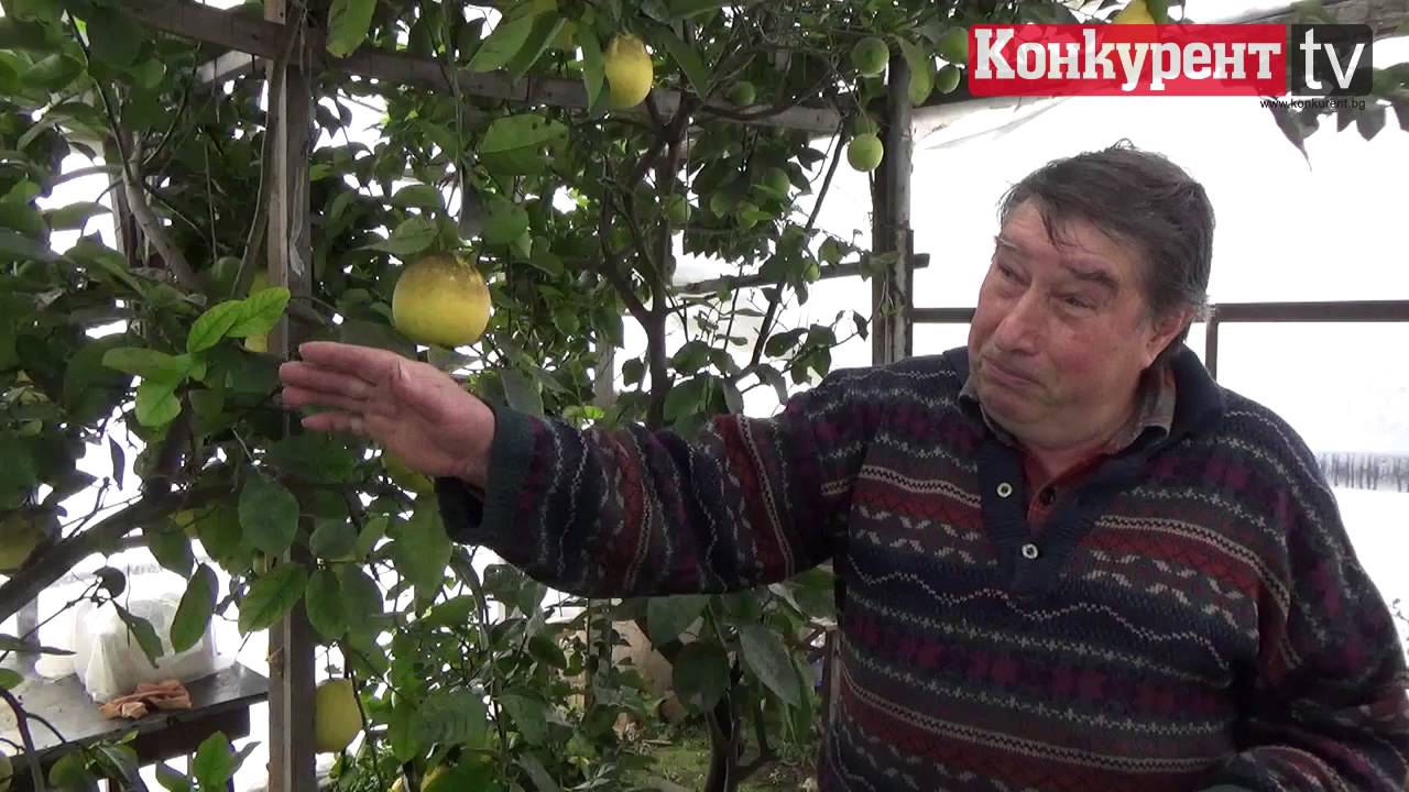 Лимони-гиганти растат в Селановци