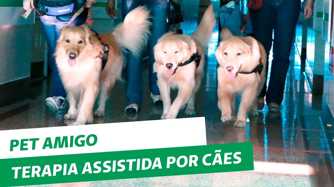 Conheça o PetAmigo: a terapia assistida por cães