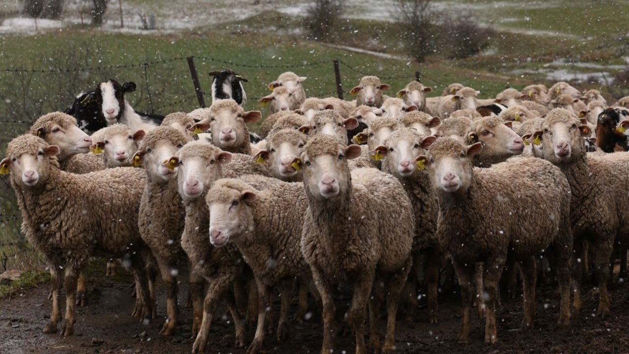 Prime Minister takes aim at Liberal Party&rsquo;s hypocrisy over live sheep export ban