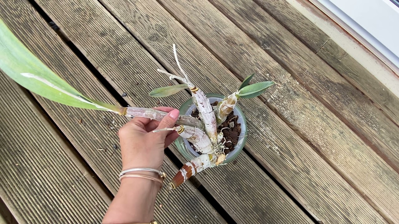 Coelogyne rochussenii