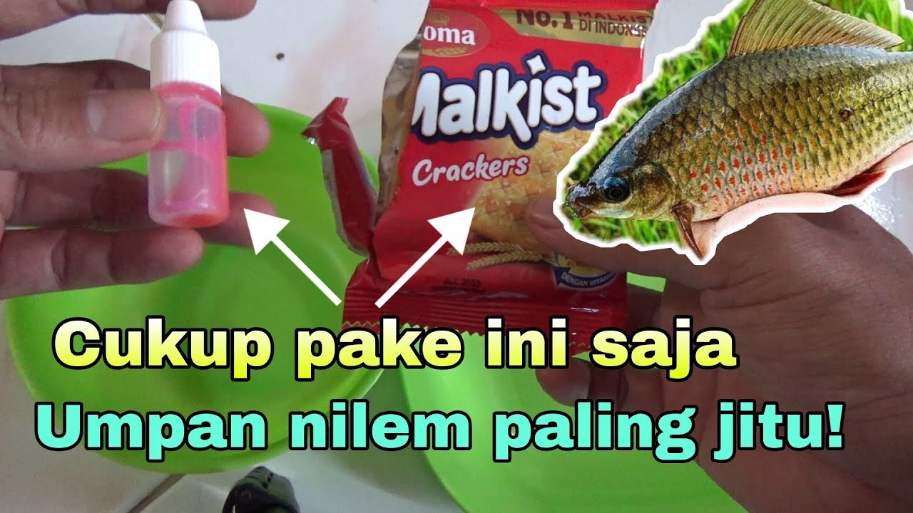 Jooss‼️Umpan nilem/melem paling jitu dan ampuh.