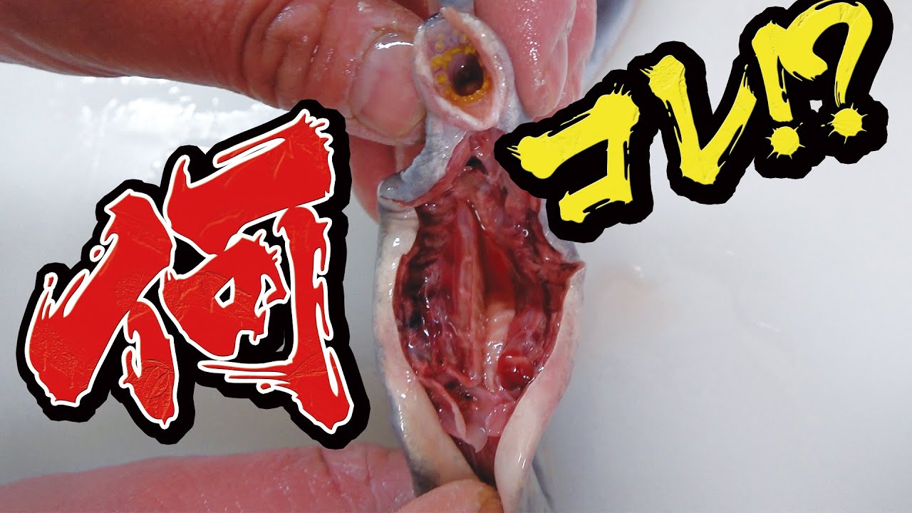 エイリアンみたいな魚を捌いて食べてみた！見た目のインパクト大の不思議な生命体でした！