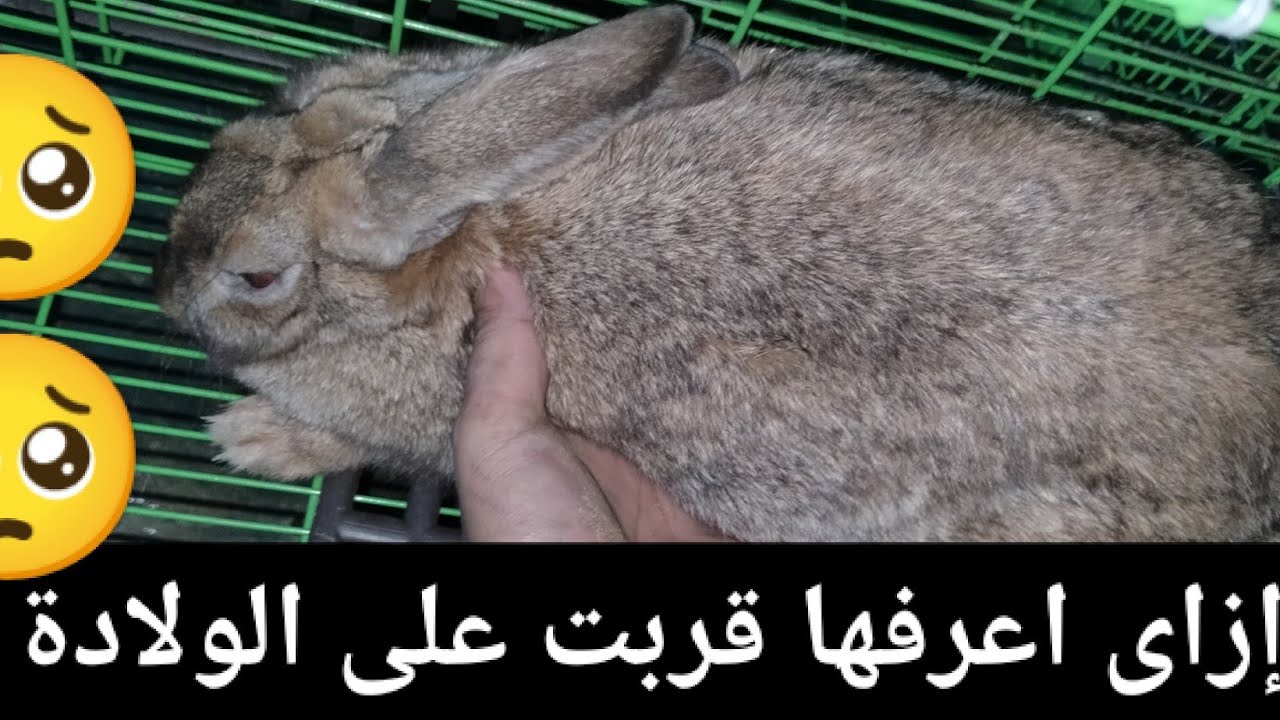 ازاى تعرف أن الأم قربت على الولادة ومن غير جس علامات بتوضح حمل الأرانب.