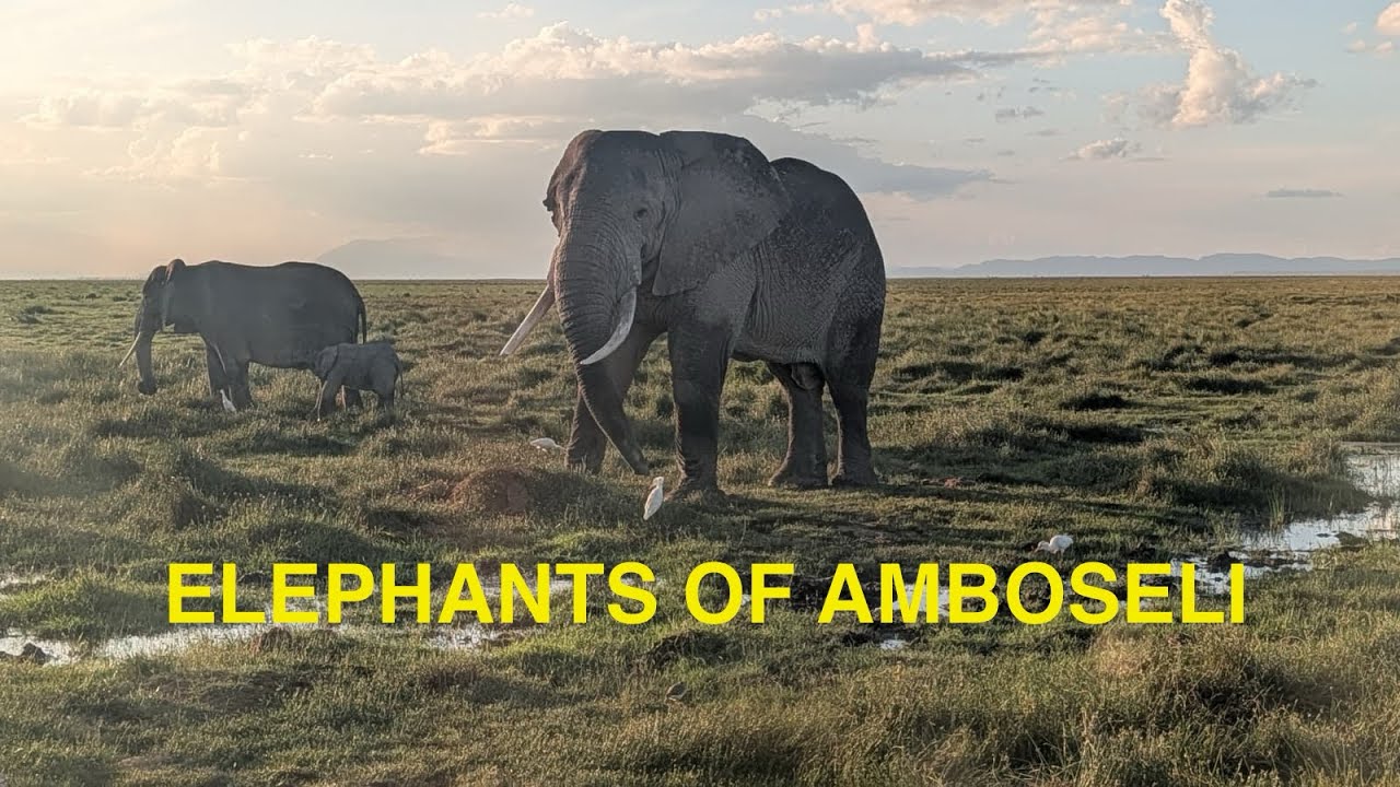 Elephants of Amboseli ( Pictures ) 