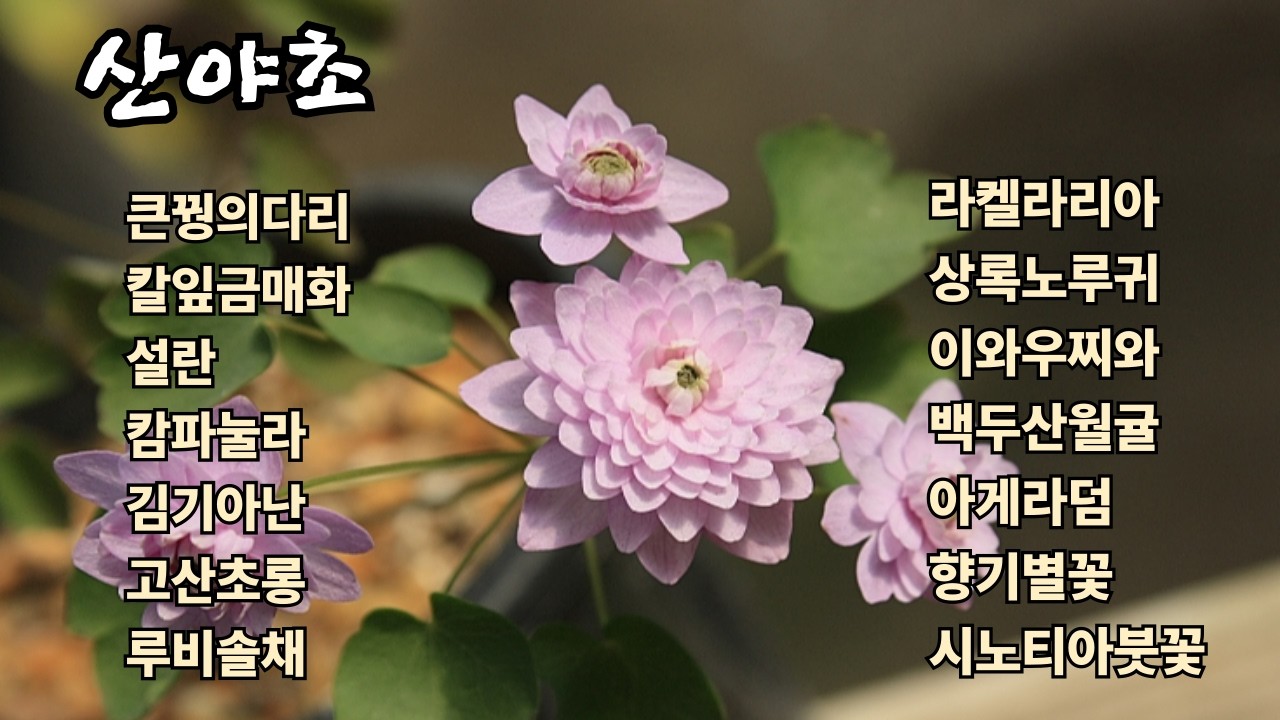 26.3.5.김기아난,캄파눌라,칼잎금매화,리스본,설화,영춘화,라켈라리아,큰꿩의다리,산야초야생