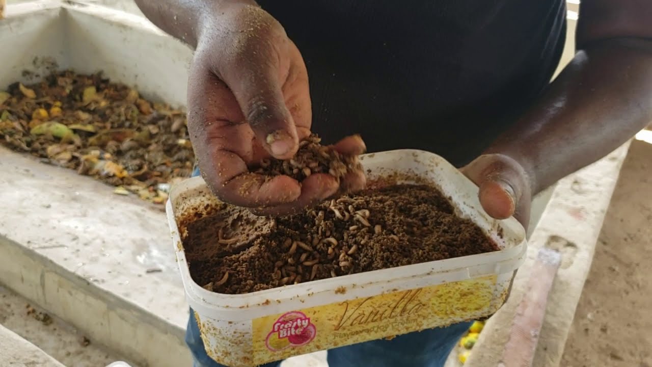 How I Use Black Soldier Fly to Cut Chicken Feed Costs