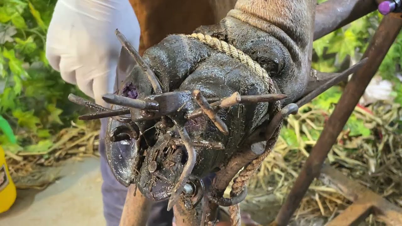 Expert Hoof Trimmer Shows Proper Cow Hoof Cleaning & Care - COW HOOF CARE