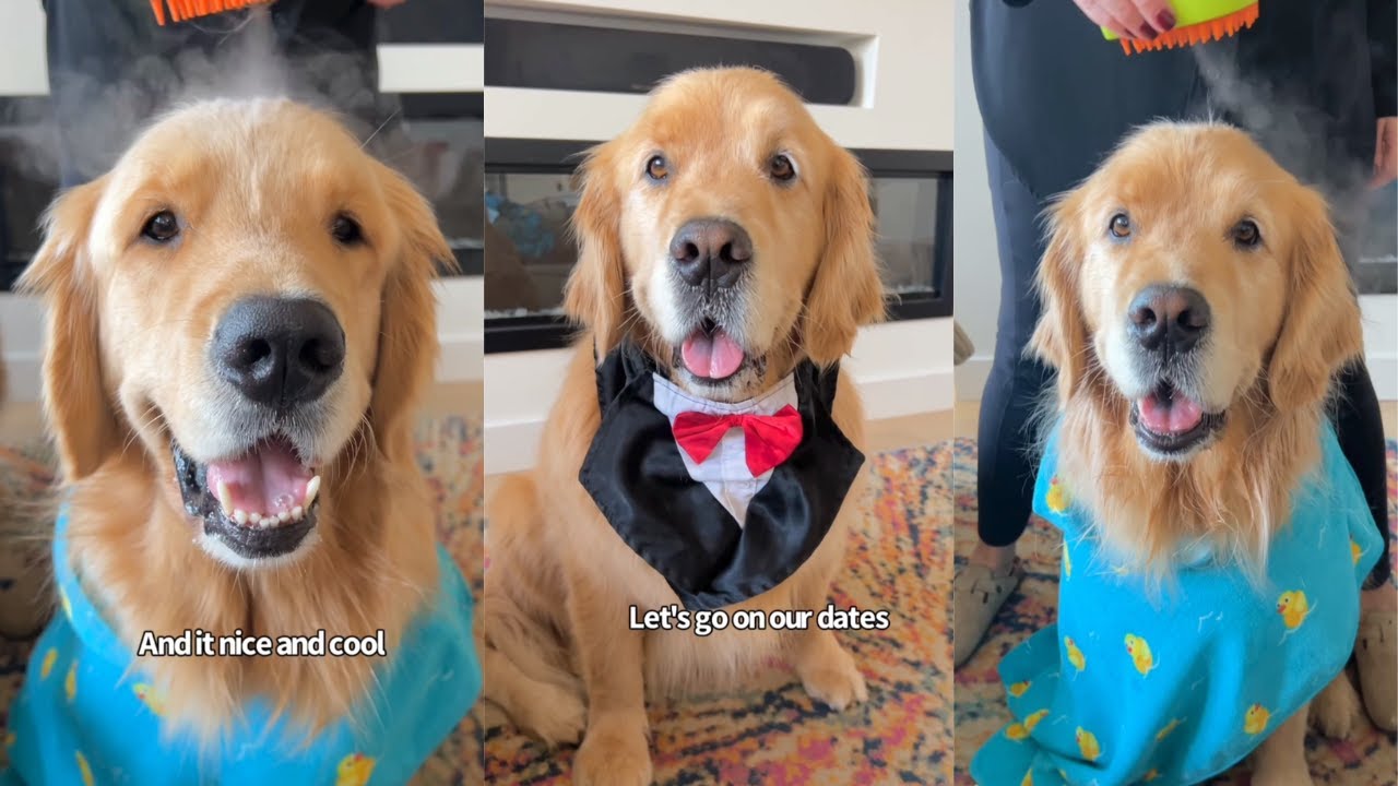 Goldens Get Ready For Valentine's Date