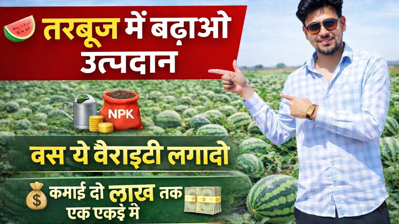 तरबूज की ये वैरायटी लगा दो | एक एकड़ में 2 लाख तक कमाई | Watermelon Farming Profit #farming #tarbooj