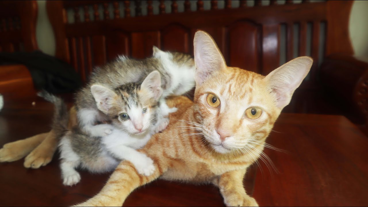 My Golden take care his baby very well