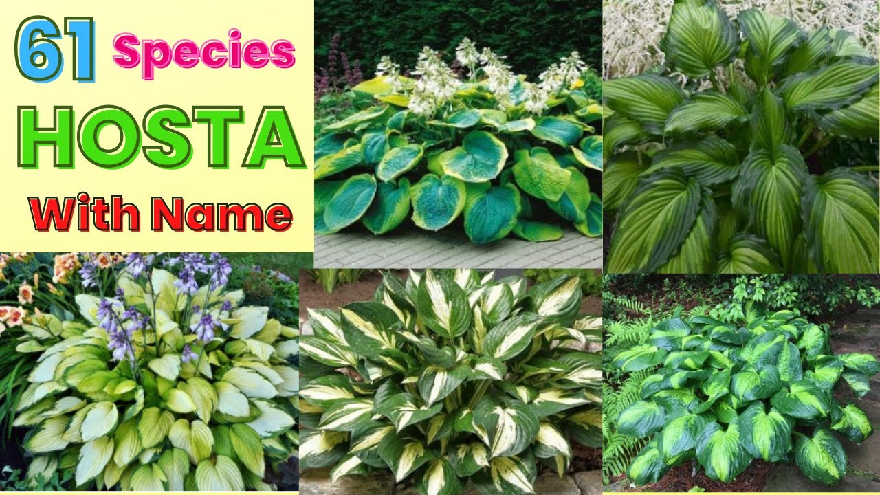 61 HOSTA PLANT SPECIES | RARE VARIETIES  | Swaroopa Diaries