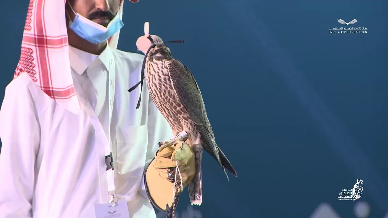 البث المباشر لمزاد نادي الصقور السعودي