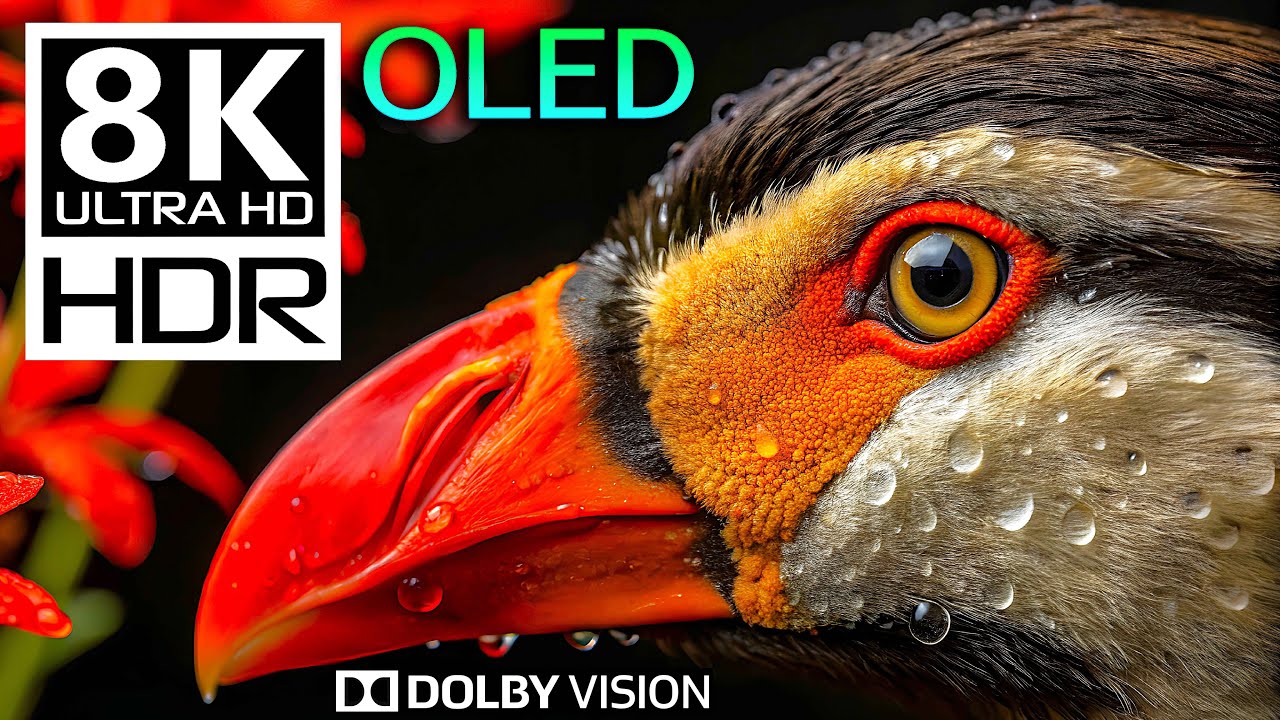 Pure Detail: 8K HDR 60FPS Animal World in DOLBY VISION ✨