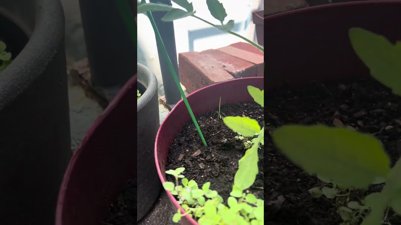 What to pair with tomato? Companion planting with herbs like basil, thyme and sage #gardenhacks