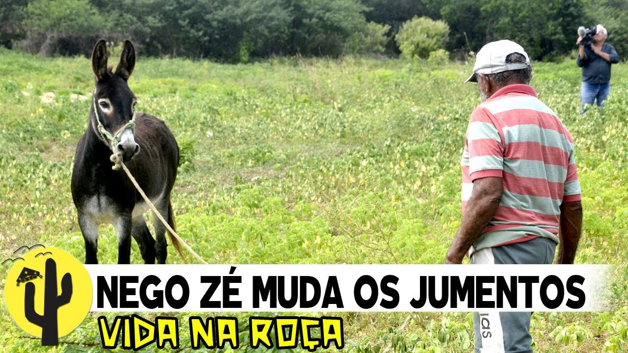[VIDA NA ROÇA] NEGO ZÉ nos leva para ver sua LAVOURA de Milho e muda os JUMENTOS - Última Parte 🌵