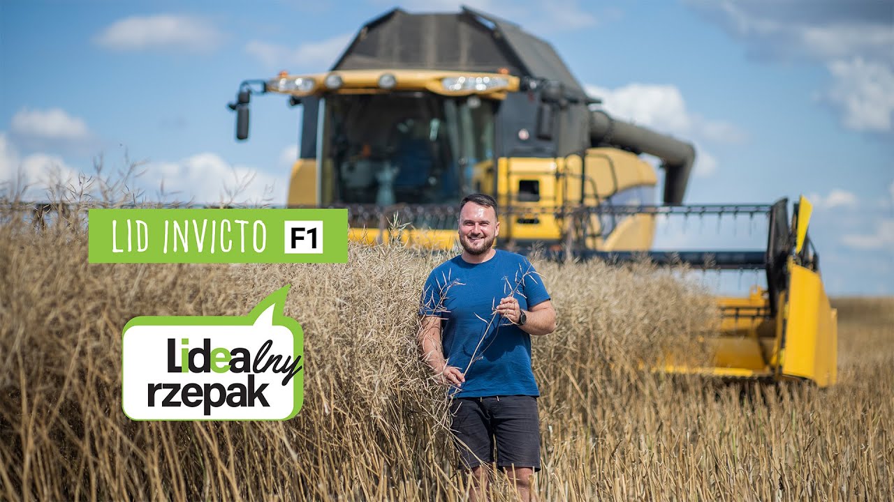 🎥 Żniwa rzepaku LID Invicto z hodowli LIDEA - relacja Roberta spod Ciechanowa 🌾