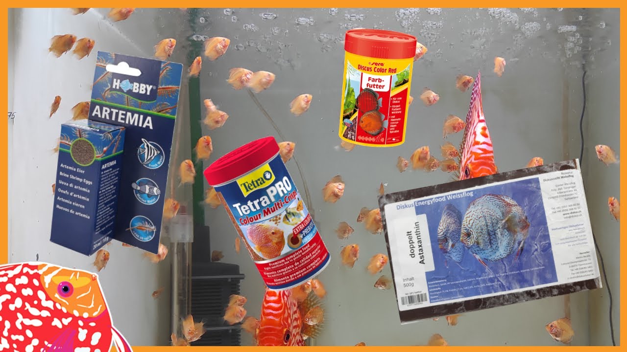 🤷🏽 Qué comen los ALEVINES de PECES DISCO los primeros 30 días de vida 🐡 | AQUARIS