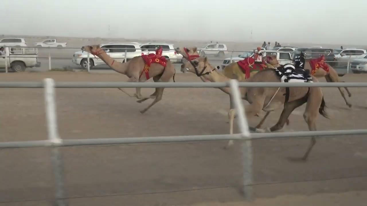 الشوط الأول ختامي الصيفي 29 / 8 / 2024 م