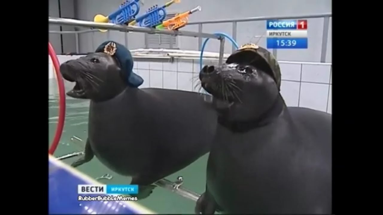 LEAKED VIDEO: Russian Navy Seals Training