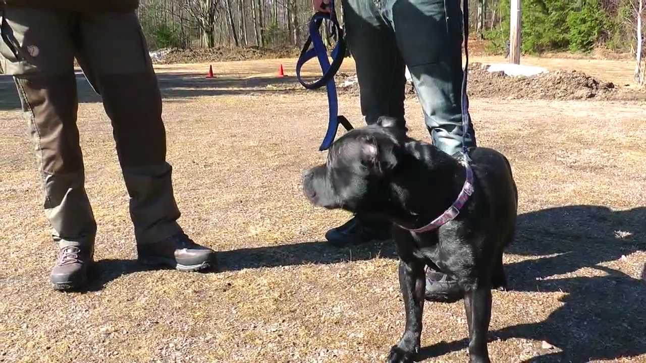 My Staffordshire Bullterrier, MH-test