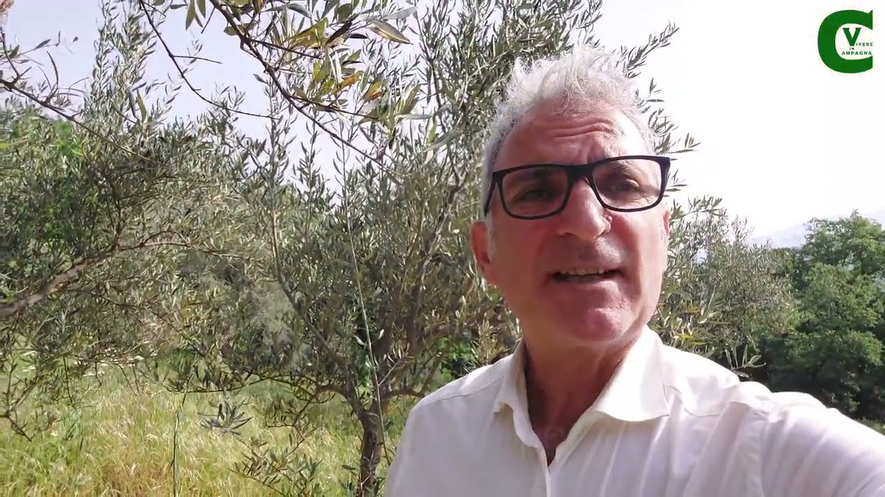 Vaso policonico cespugliato. La potatura dell'ulivo (olivo)