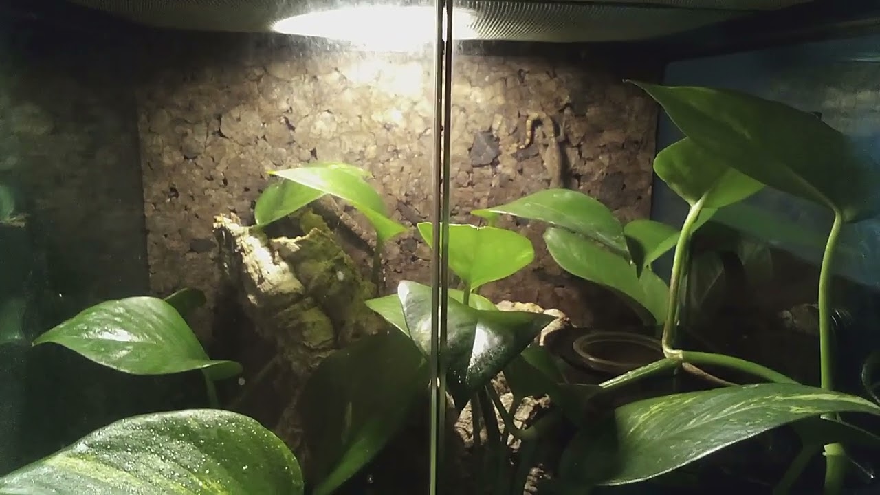 Geckos basking
