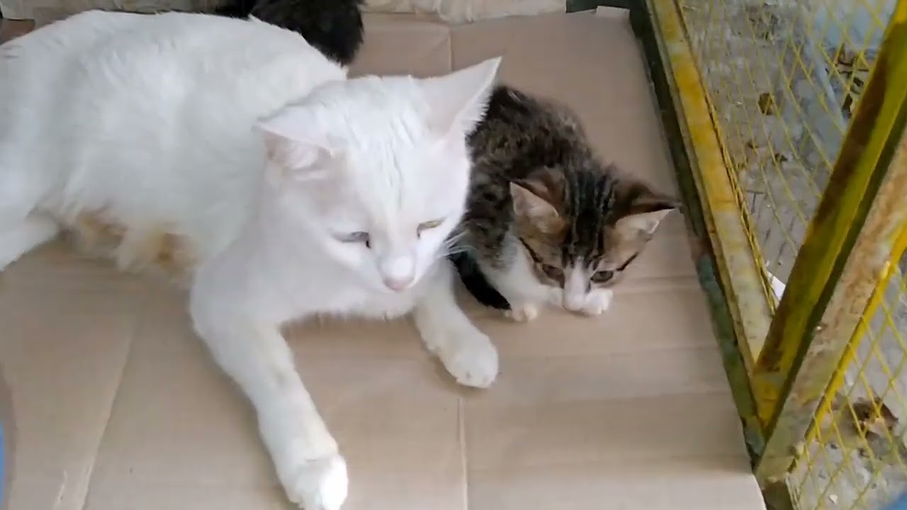 Why This Mother Cat Looks So Confused and Lost 💔🐾