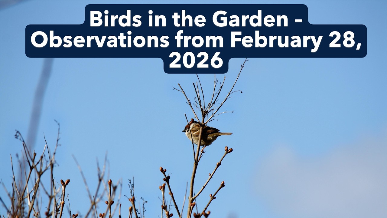 Birds in the Garden – Observations from February 28, 2026